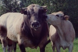 Dünyanın En Çok Kazandıran Hayvanı: Anaborapi Piemontese Sığır Irkı