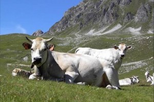 Hangi Hayvancılık Para Kazandırır?