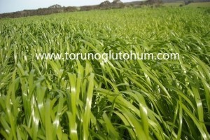 Ryegrass Otu Kaç Yıl Yaşar?