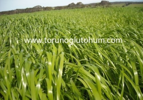 Ryegrass Otu Kaç Yıl Yaşar?